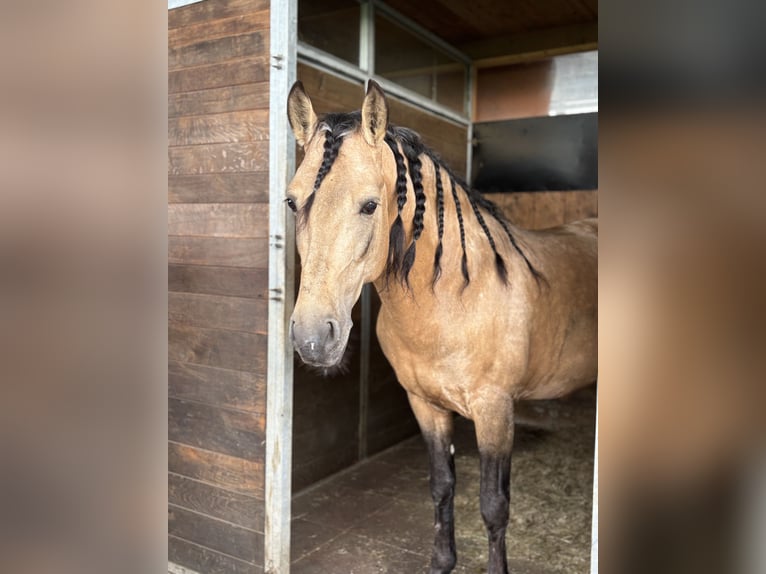 PRE Mix Wallach 8 Jahre 157 cm Buckskin in Affoltern am Albis