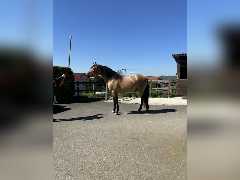 PRE Mix Wallach 8 Jahre 157 cm Buckskin in Affoltern am Albis