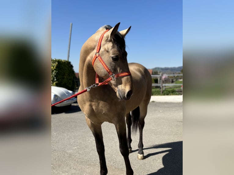 PRE Mix Wallach 8 Jahre 157 cm Buckskin in Affoltern am Albis