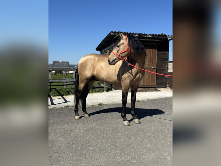 PRE Mix Wallach 8 Jahre 157 cm Buckskin in Affoltern am Albis