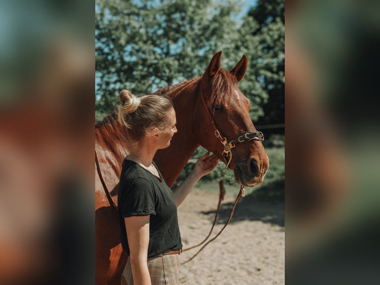 PRE Mix Wallach 8 Jahre 158 cm Fuchs in Osdorf