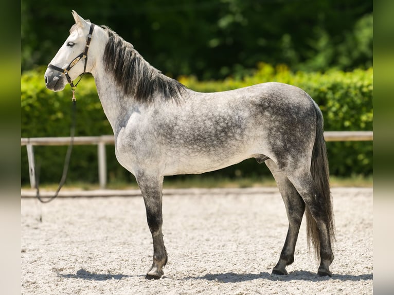 PRE Wallach 8 Jahre 158 cm Schimmel in Neustadt (Wied)
