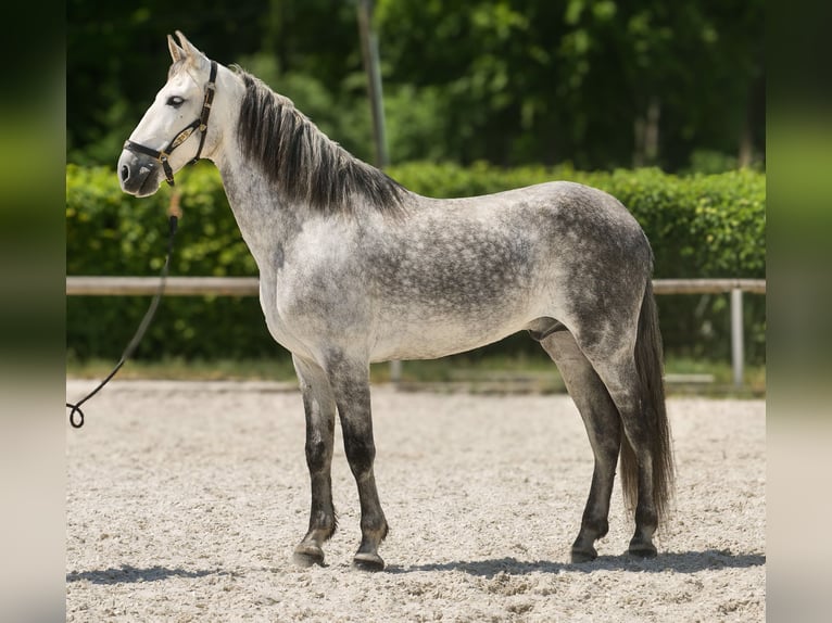 PRE Wallach 8 Jahre 158 cm Schimmel in Neustadt (Wied)