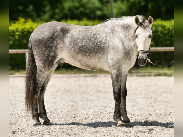 PRE Wallach 8 Jahre 158 cm Schimmel in Neustadt (Wied)