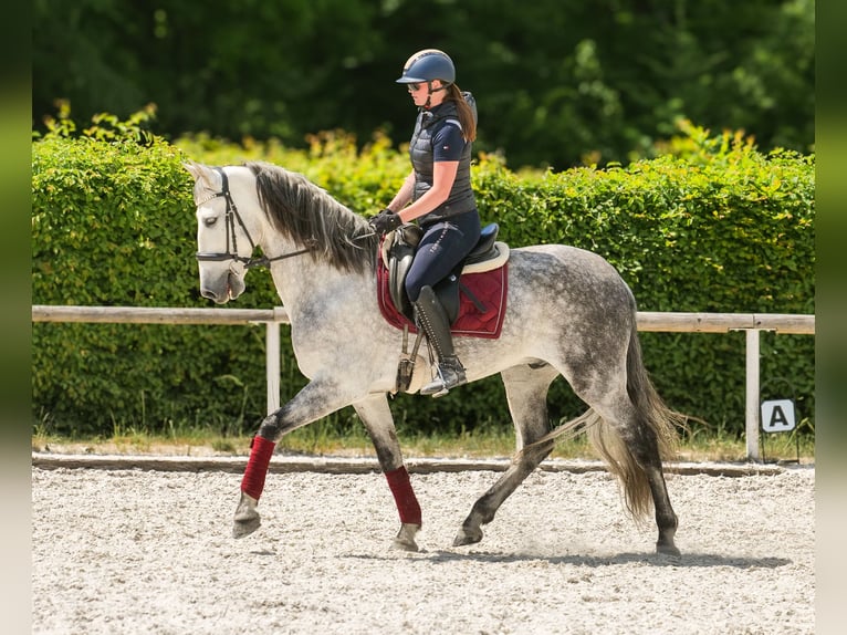 PRE Wallach 8 Jahre 158 cm Schimmel in Neustadt (Wied)