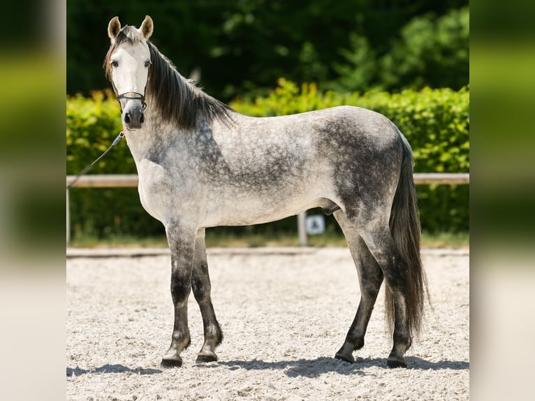 PRE Wallach 8 Jahre 158 cm Schimmel in Neustadt (Wied)