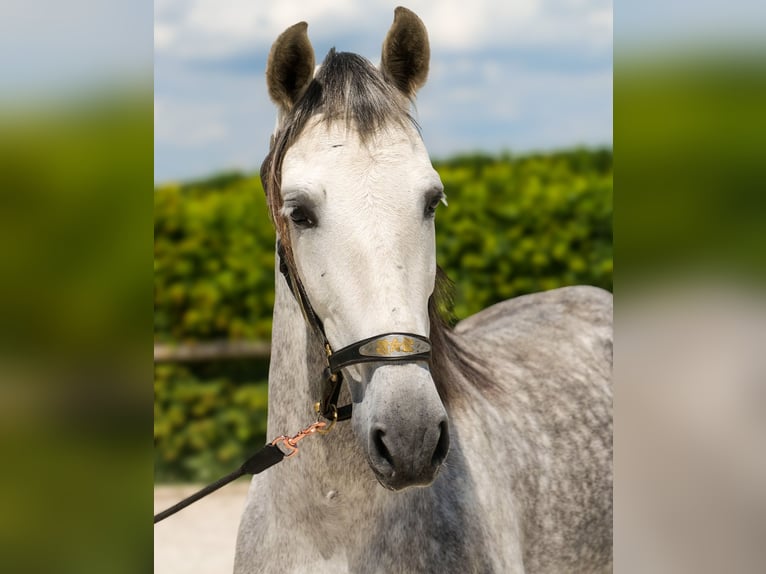 PRE Wallach 8 Jahre 158 cm Schimmel in Neustadt (Wied)