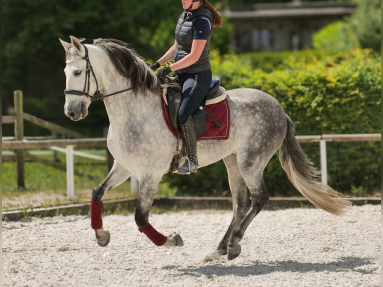 PRE Wallach 8 Jahre 158 cm Schimmel in Neustadt (Wied)