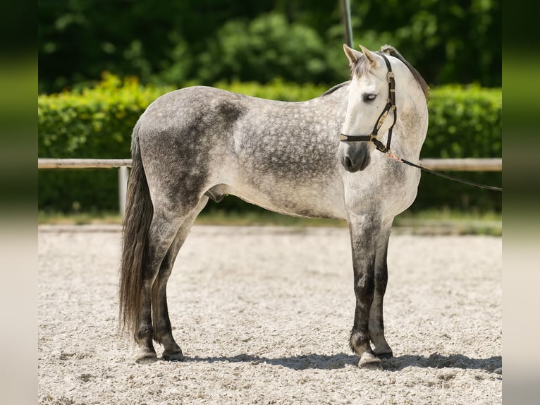 PRE Wallach 8 Jahre 158 cm Schimmel in Neustadt (Wied)