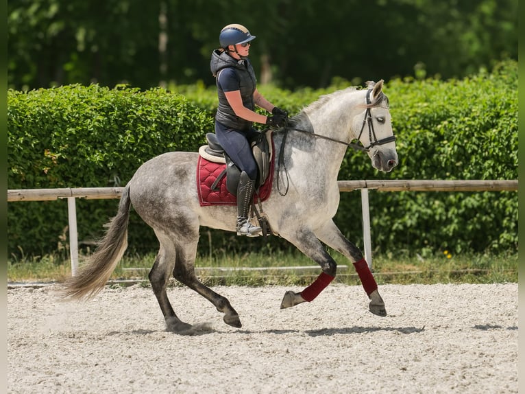 PRE Wallach 8 Jahre 158 cm Schimmel in Neustadt (Wied)