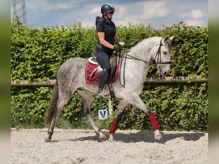 PRE Wallach 8 Jahre 158 cm Schimmel in Neustadt (Wied)