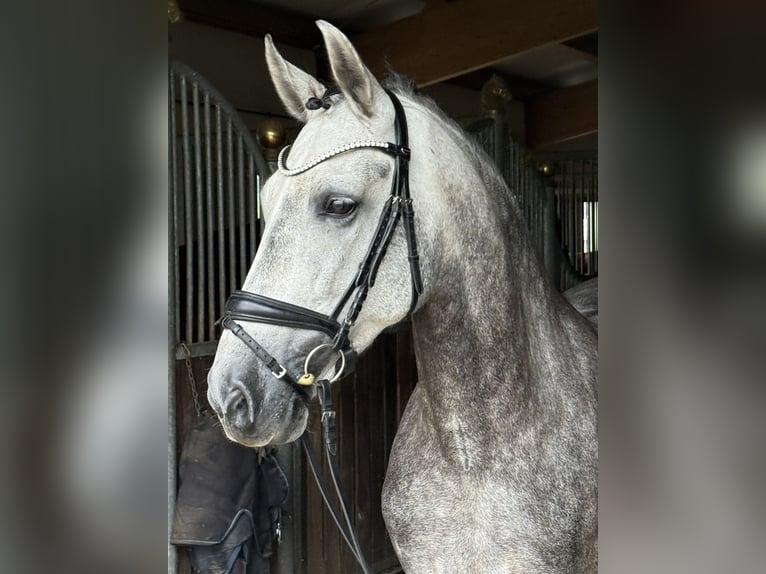 PRE Wallach 8 Jahre 160 cm Apfelschimmel in Ebenweiler