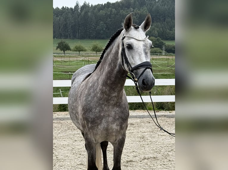PRE Wallach 8 Jahre 160 cm Apfelschimmel in Ebenweiler