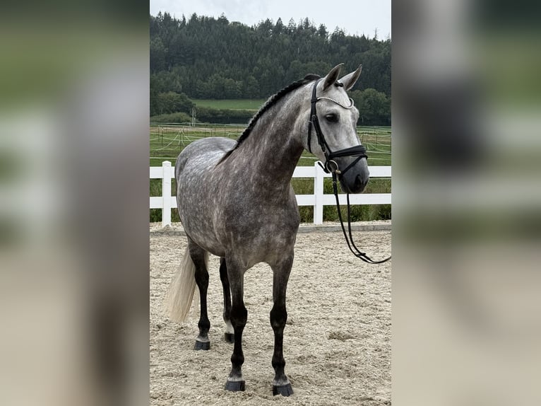 PRE Wallach 8 Jahre 160 cm Apfelschimmel in Ebenweiler