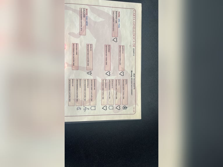 PRE Wallach 8 Jahre 160 cm Apfelschimmel in Regensburg