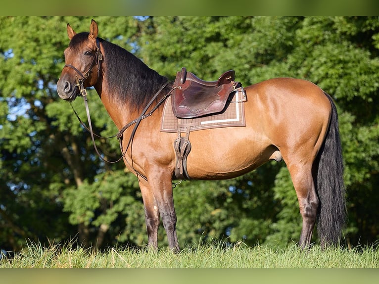 PRE Wallach 8 Jahre 160 cm Brauner in Teldau