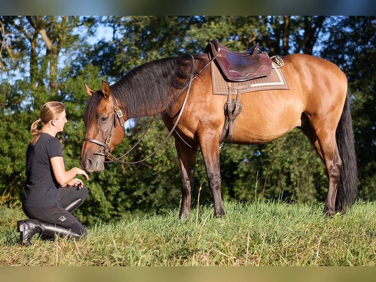PRE Wallach 8 Jahre 160 cm Brauner in Teldau