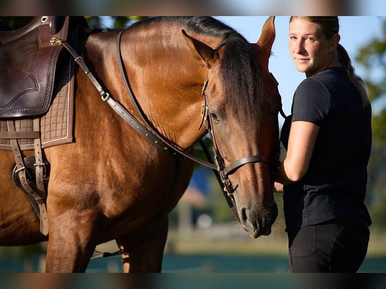 PRE Wallach 8 Jahre 160 cm Brauner in Teldau