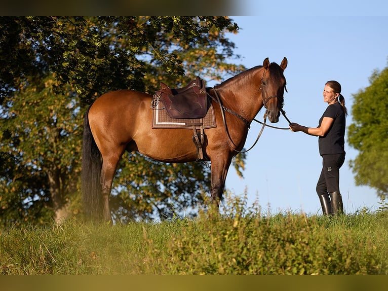 PRE Wallach 8 Jahre 160 cm Brauner in Teldau