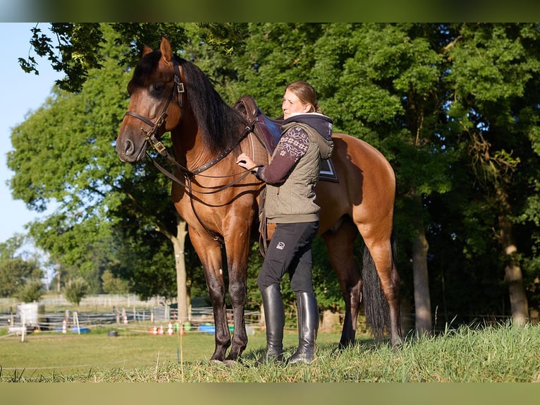 PRE Wallach 8 Jahre 160 cm Brauner in Teldau