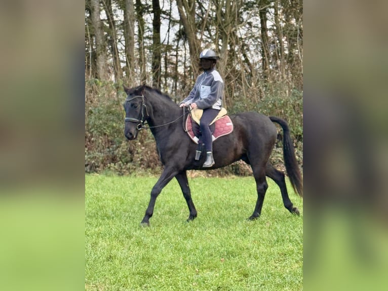 PRE Mix Wallach 8 Jahre 160 cm Dunkelbrauner in Warnow