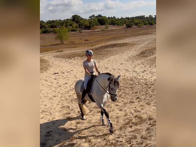 PRE Mix Wallach 8 Jahre 160 cm Schimmel in Ammerzoden