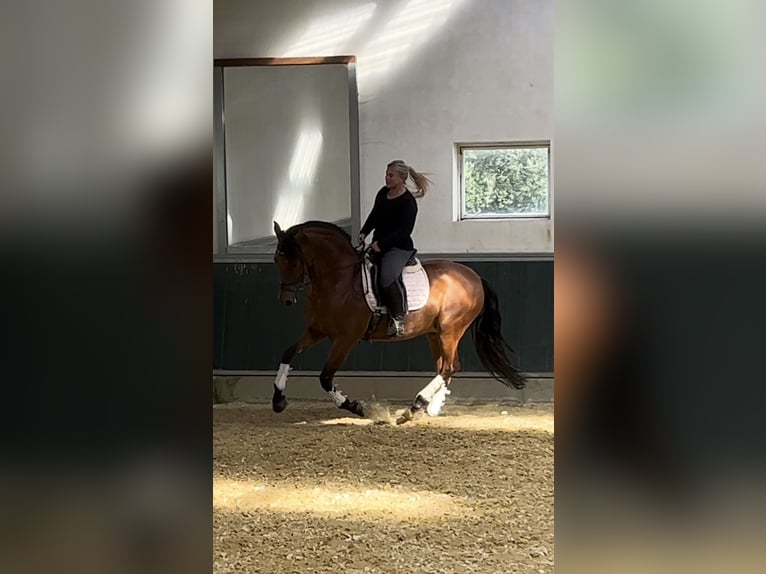 PRE Wallach 8 Jahre 161 cm Brauner in Niederkr&#xFC;chten