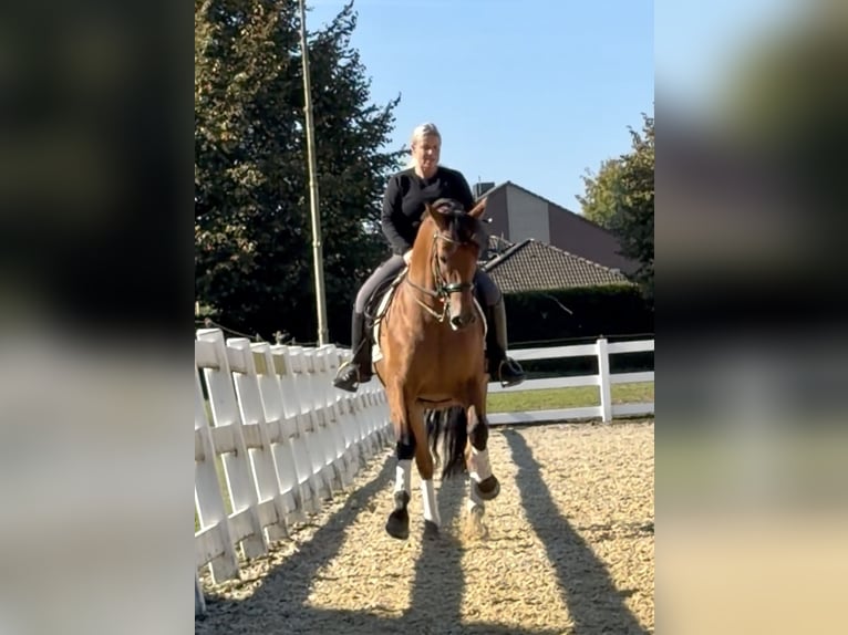 PRE Wallach 8 Jahre 161 cm Brauner in Niederkr&#xFC;chten