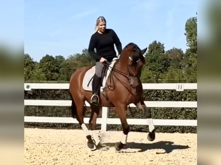 PRE Wallach 8 Jahre 161 cm Brauner in Niederkr&#xFC;chten