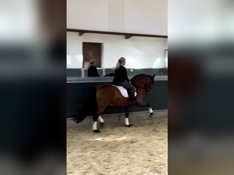 PRE Wallach 8 Jahre 161 cm Brauner in Niederkr&#xFC;chten