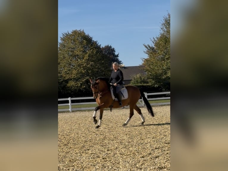 PRE Wallach 8 Jahre 161 cm Brauner in Niederkr&#xFC;chten