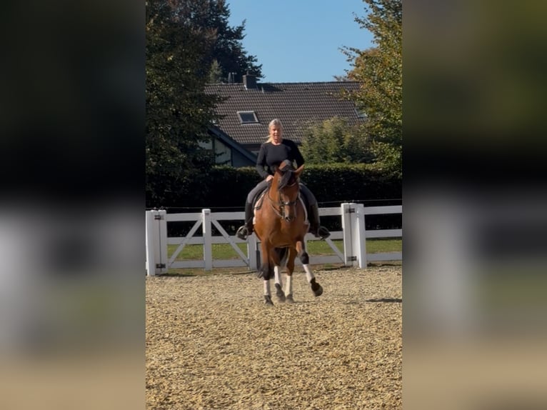 PRE Wallach 8 Jahre 161 cm Brauner in Niederkr&#xFC;chten