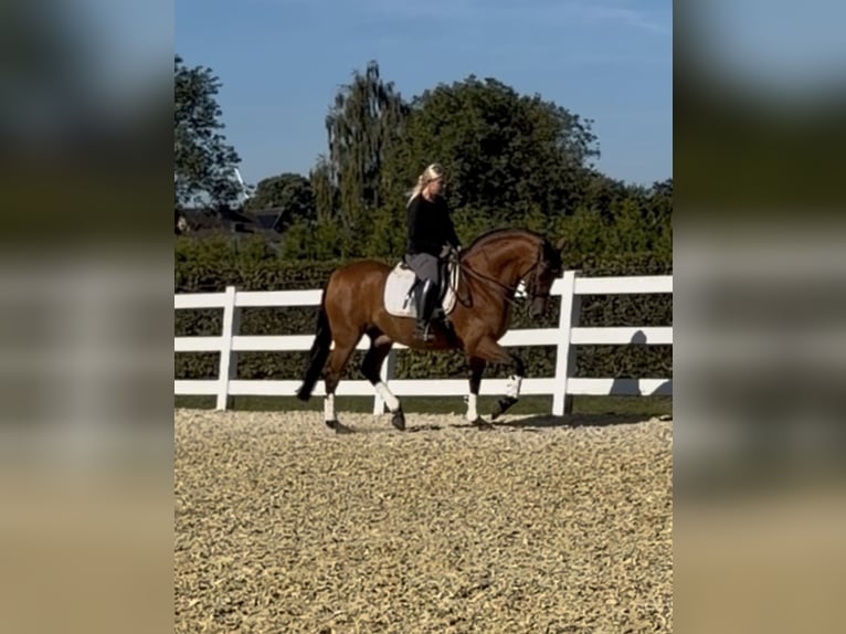 PRE Wallach 8 Jahre 161 cm Brauner in Niederkr&#xFC;chten