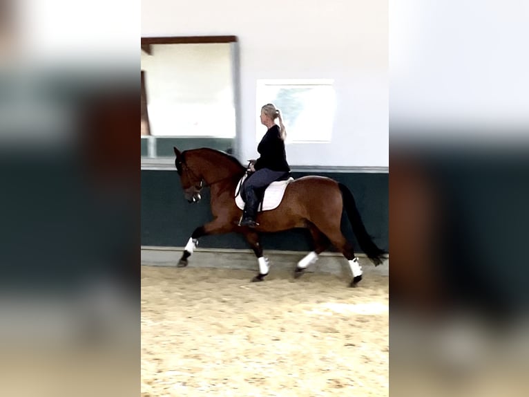 PRE Wallach 8 Jahre 161 cm Brauner in Niederkr&#xFC;chten