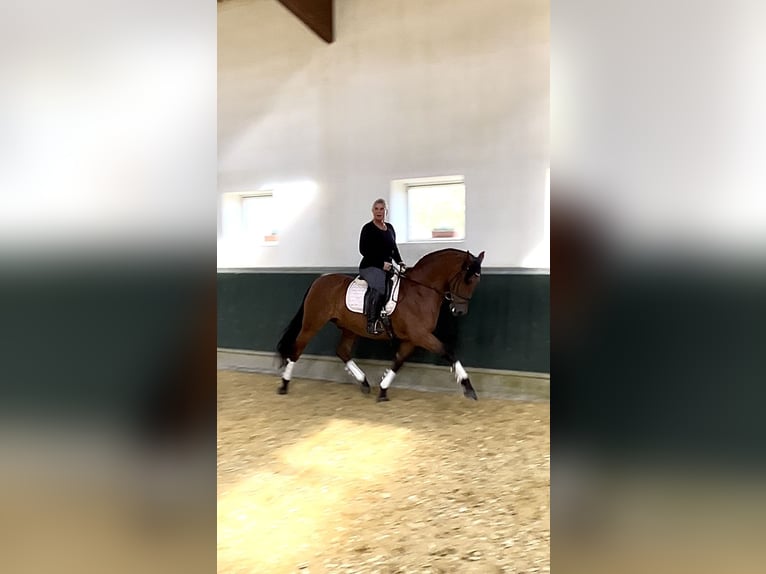PRE Wallach 8 Jahre 161 cm Brauner in Niederkr&#xFC;chten