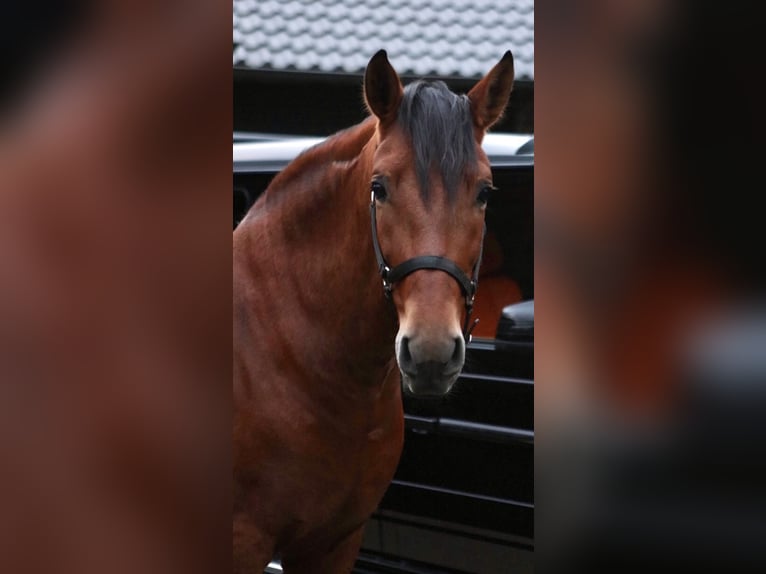 PRE Wallach 8 Jahre 161 cm Brauner in Niederkr&#xFC;chten