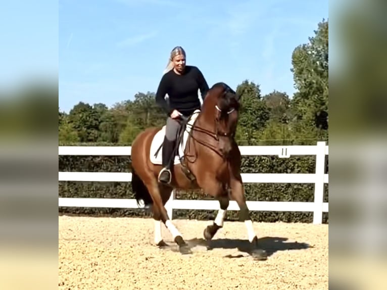 PRE Wallach 8 Jahre 161 cm Brauner in Niederkr&#xFC;chten