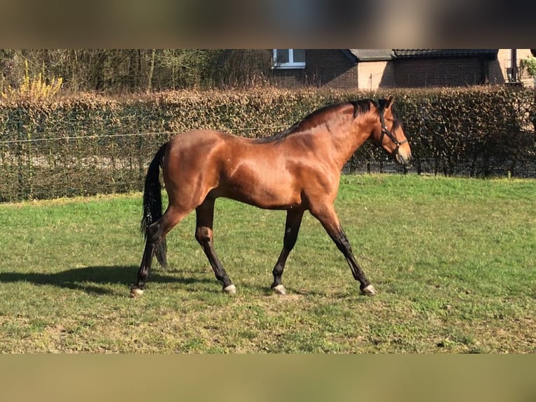 PRE Wallach 8 Jahre 161 cm Brauner in Niederkr&#xFC;chten