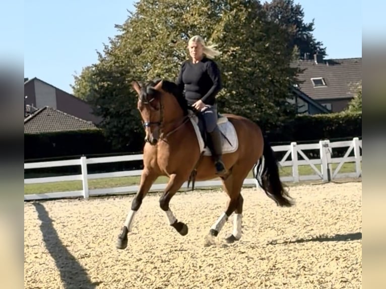 PRE Wallach 8 Jahre 161 cm Brauner in Niederkr&#xFC;chten