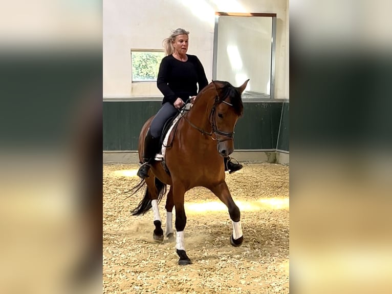 PRE Wallach 8 Jahre 161 cm Brauner in Niederkr&#xFC;chten