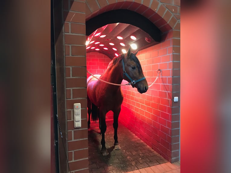 PRE Wallach 8 Jahre 161 cm Brauner in Niederkr&#xFC;chten