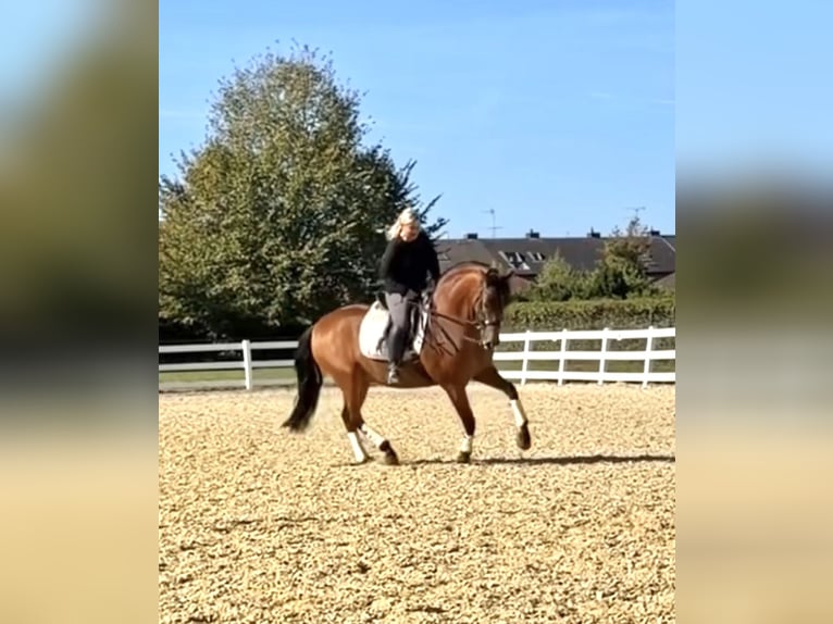 PRE Wallach 8 Jahre 161 cm Brauner in Niederkr&#xFC;chten