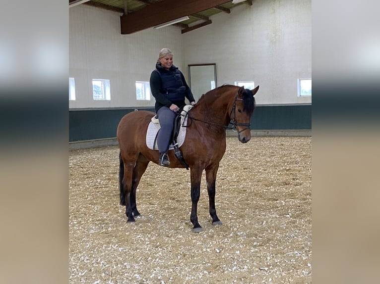PRE Wallach 8 Jahre 161 cm Brauner in Niederkr&#xFC;chten