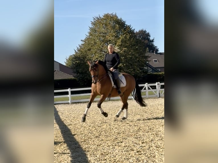 PRE Wallach 8 Jahre 161 cm Brauner in Niederkr&#xFC;chten