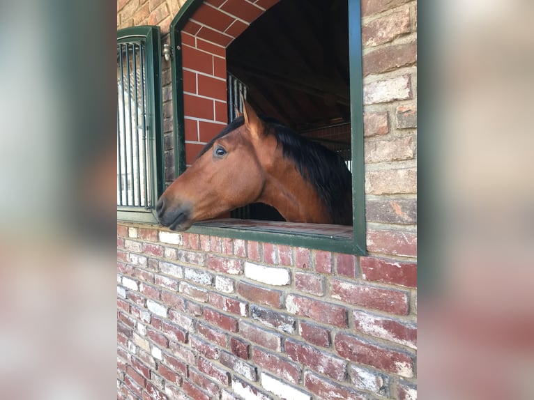 PRE Wallach 8 Jahre 161 cm Brauner in Niederkr&#xFC;chten