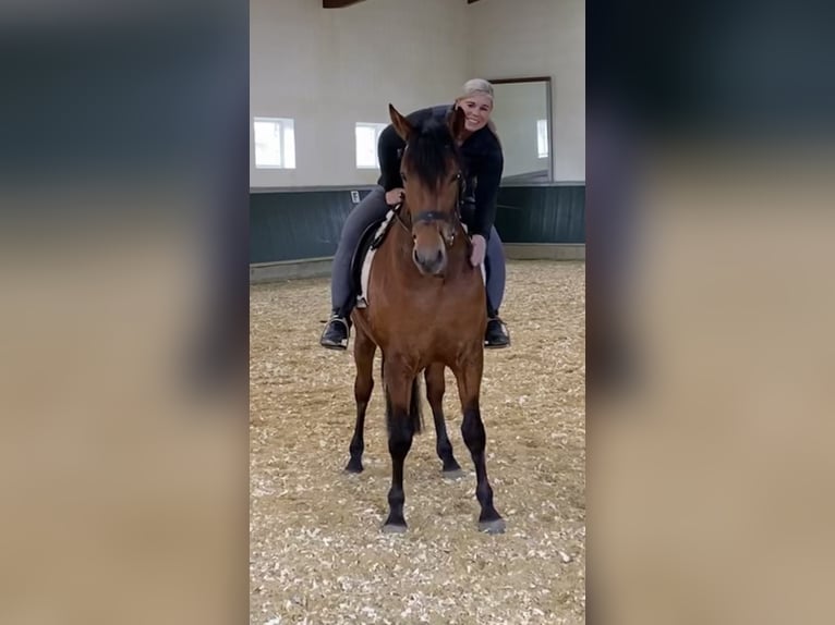 PRE Wallach 8 Jahre 161 cm Brauner in Niederkr&#xFC;chten