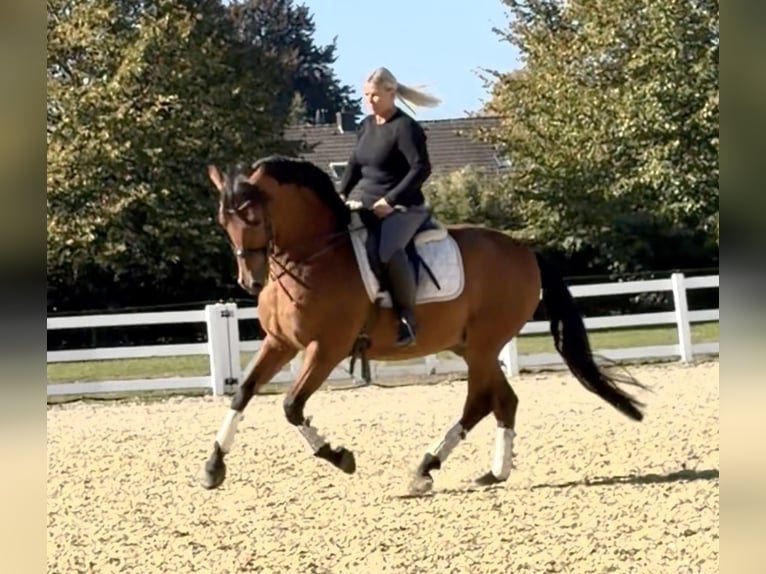 PRE Wallach 8 Jahre 161 cm Brauner in Niederkr&#xFC;chten