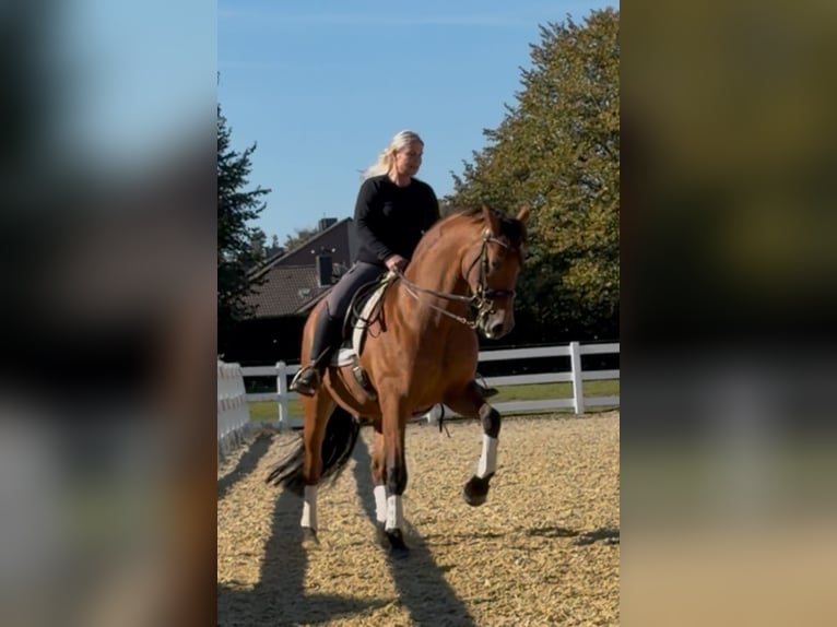 PRE Wallach 8 Jahre 161 cm Brauner in Niederkr&#xFC;chten