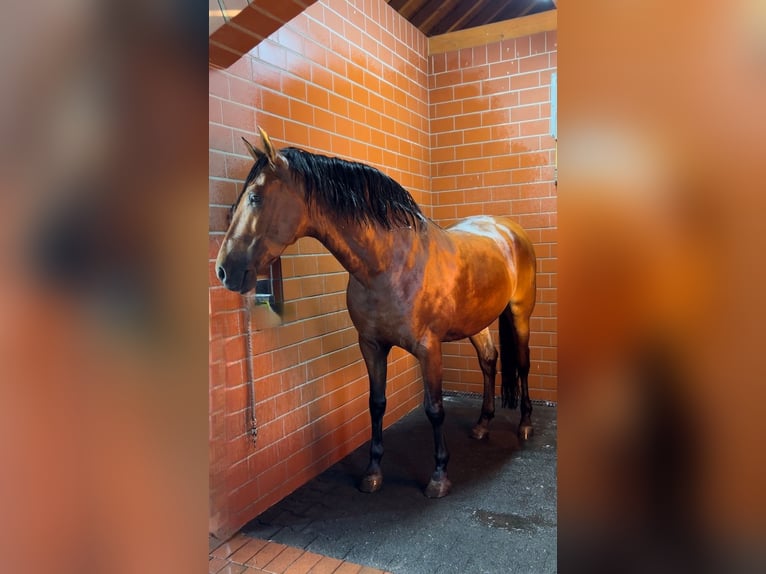 PRE Wallach 8 Jahre 161 cm Brauner in Niederkr&#xFC;chten