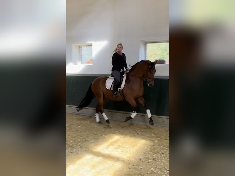 PRE Wallach 8 Jahre 161 cm Brauner in Niederkr&#xFC;chten